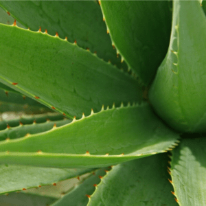 Aloe Vera: Benefici & Proprietà