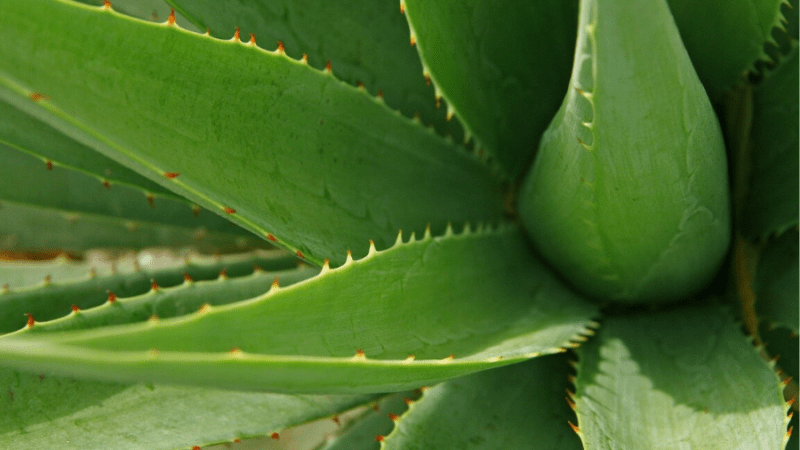 Aloe Vera: Benefici & Proprietà