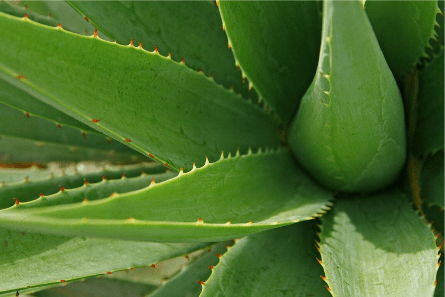 Aloe Vera: Benefici & Proprietà